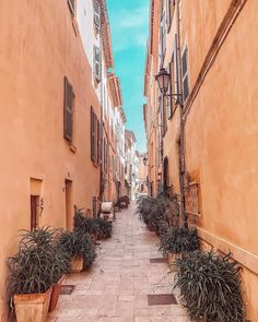 an alley way with potted plants on either side and buildings in the back ground