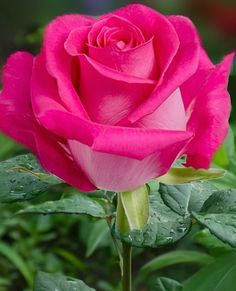 a pink rose with water droplets on it's petals and green leaves in the foreground