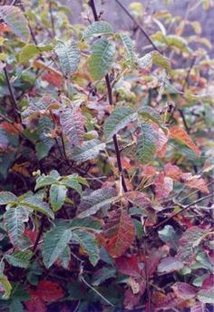 a bush with lots of green and red leaves