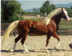 a brown horse walking across a dirt field