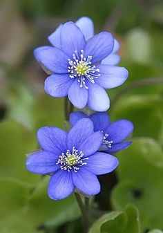 two blue flowers with green leaves in the background