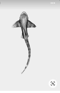 a drawing of a shark in black and white, with the caption's name below it