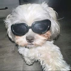 a small white dog wearing black sunglasses