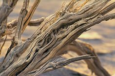 an old tree branch with some very thin branches in the foreground and sand on the ground behind it