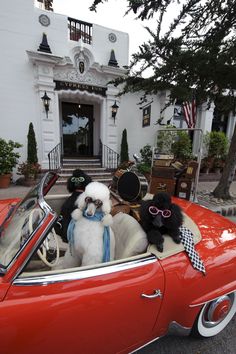 three poodles are sitting in the driver's seat of an old red car