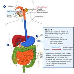 Activity: Guided Notes-Digestion and Absorption | Introductory Nutrition Salivary Gland, Best Study Tips, Guided Notes, Bob Hairstyles For Fine Hair, Study Notes, Study Tips, Biology, Nutrition