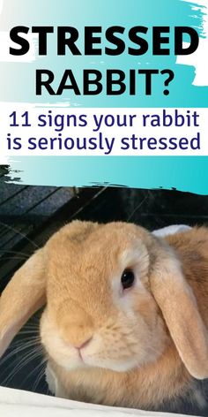 a rabbit sitting on top of a table next to a blue and white sign that says,