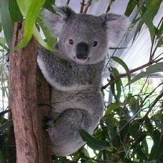 a koala bear sitting on top of a tree branch