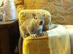 a small squirrel sitting on top of a yellow chair