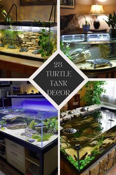 there is a turtle tank with plants and rocks in it