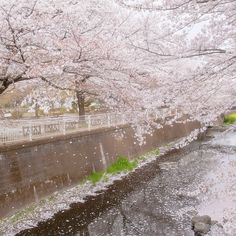 the trees are blooming along the side of the river in the rain, with water running under them