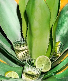 two shot glasses filled with water and limes next to an aloena plant