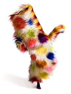 a multicolored animal standing on its hind legs