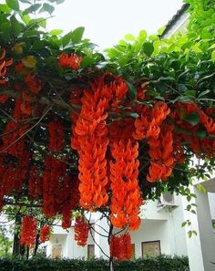 red flowers hanging from the branches of a tree in front of a white building with green leaves on it