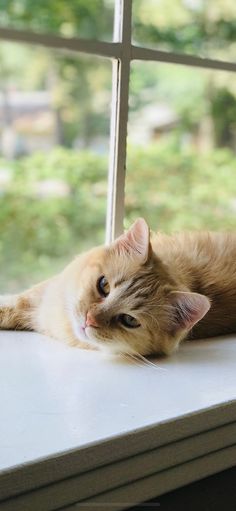 an orange and white cat laying on top of a windowsill next to a window