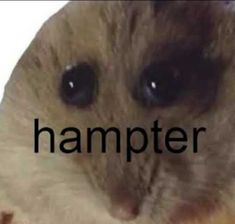 a hamster with the word hammer in front of it's face and eyes