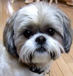 a small white and gray dog sitting on top of a hard wood floor