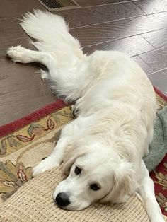 White Golden Retriever Puppy, White Retriever, White Golden Retriever, Pretty Dogs, Cute Dogs And Puppies, Cute Animal Photos, Sweet Animals, Animals Friends