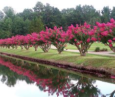 the trees are blooming along the water's edge in front of the golf course