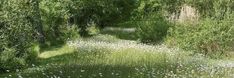 an open field with lots of trees and white flowers