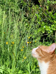 an orange and white cat sitting in the grass looking up at some wildflowers