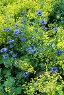 blue and yellow flowers growing in the grass