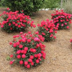 several red flowers are in the middle of some straw and grass, with bushes behind them