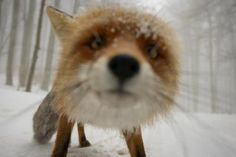 a close up of a fox in the snow