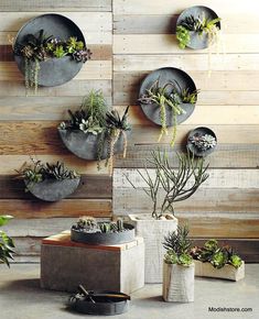 several pots with plants in them are hanging on the wall