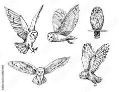 six owls flying in the air with their wings spread out, sketched on white paper