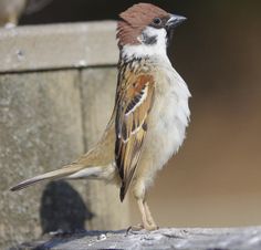 a small bird standing on top of a cement wall next to a wooden fence post