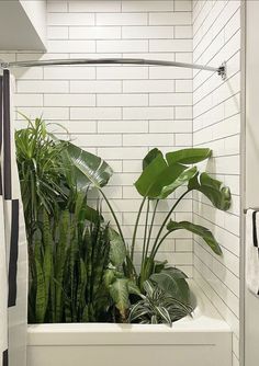 there is a tub with plants in it