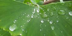 water droplets on the leaves of a plant