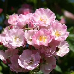 pink flowers are blooming in the garden