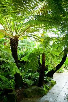 the walkway is surrounded by lush green plants