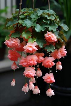 pink flowers hanging from a plant in a pot