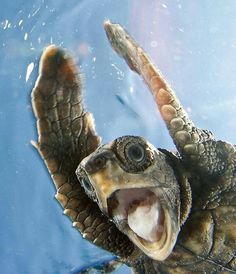 a turtle with its mouth open in the water