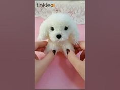 a small white poodle is being held by someone's hands in front of a pink background