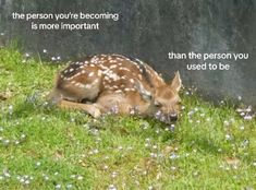 a deer laying down in the grass next to a wall with a quote on it