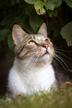 a cat sitting in the grass looking up