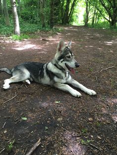 a black and white dog laying on top of a dirt road in the woods next to trees