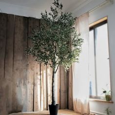 a potted plant sitting on top of a wooden table in front of a window