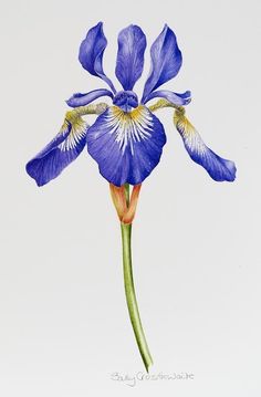 a drawing of a blue flower on a white background