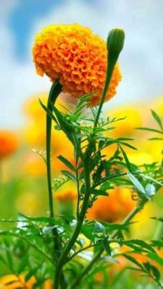 an orange flower in the middle of a field