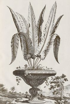 an antique drawing of a plant in a vase