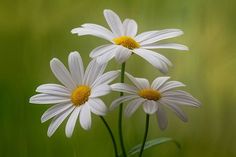 three white daisies with yellow centers in black and white photograph by carol behnick