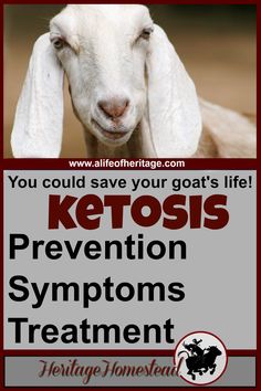 a goat with the words ketosis on it's forehead and an image of its