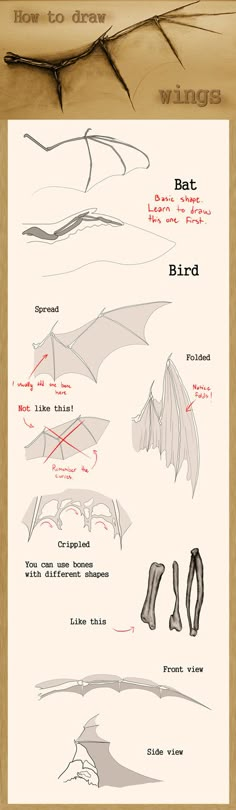 an info sheet showing how to draw bats in different stages of flight, and how they are