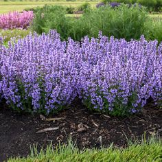 some purple flowers are growing in the dirt