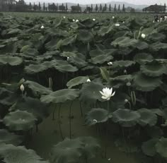 a large field full of water lilies in the middle of it's leaves